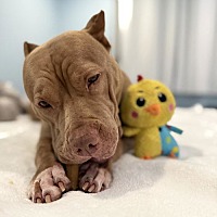 adopt a pet