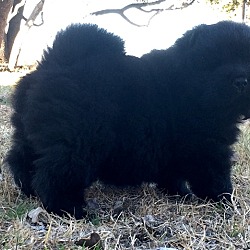 Photo of Chow Chow pups