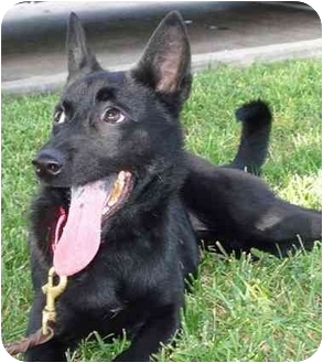 schipperke terrier mix