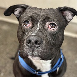 Photo of Ty ***ADOPTION FEE WAIVED***