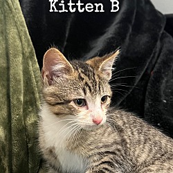 Photo of Kitten A, B, C, and D