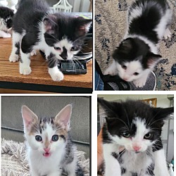 Photo of Carolina Kittens (12-16 weeks)