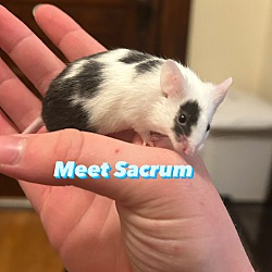 Photo of Sacrum