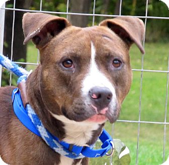 Marseilles, IL - Boxer. Meet Benjamin a Pet for Adoption.