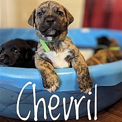 Photo of Puppy Chervil