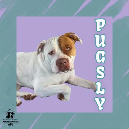 Thumbnail photo of Pugsly #1