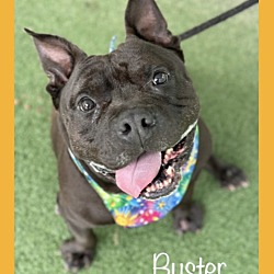 Thumbnail photo of BUSTER #3