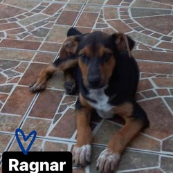 Thumbnail photo of Ragnar #1