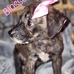 Thumbnail photo of Blossom #3