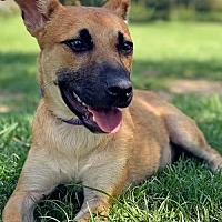 adopt a pet