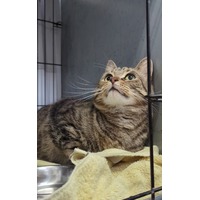 adopt-pet