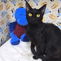 adopt a pet