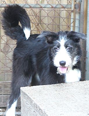 old english sheepdog cross border collie