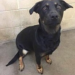 Springdale, AR - Labrador Retriever/Shepherd (Unknown Type). Meet ...