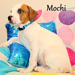 Thumbnail photo of Mochi ~ meet me! #4