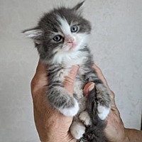 Shirley&rsquo;s Angels Animal Rescue in Winchester, Virginia