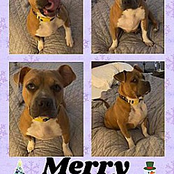 Thumbnail photo of Merry (TX adopt only) #2