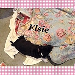 Thumbnail photo of Elsie #3