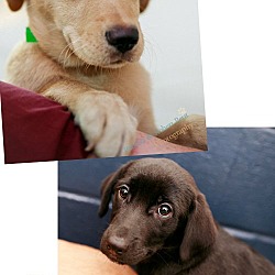 Thumbnail photo of Pen 9 Beagle/Lab X 10 wks. Blk. pup adopted #1