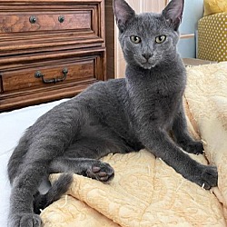 Photo of Earl Grey, Jr.