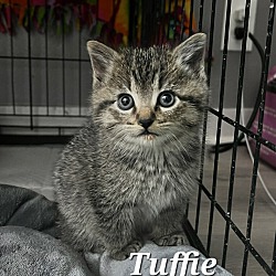 Photo of Tuffie