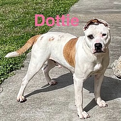 Photo of Dottie (w 33rd)