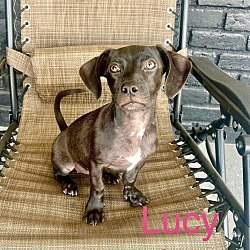 Photo of Lucy Lu
