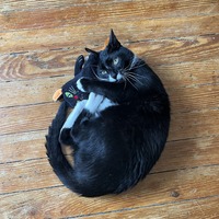 adopt a pet