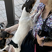 adopt a pet