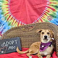 adopt a pet