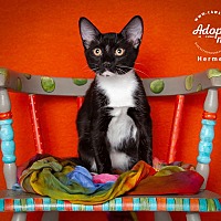 adopt a pet