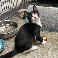 adopt a pet