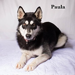 Thumbnail photo of paula patton #4
