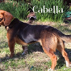Thumbnail photo of Cabella #2