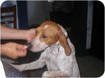 english coonhound mix