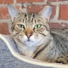 Adopt A Pet :: Dean - Locust Grove, GA