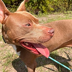 Thumbnail photo of Penelope-$75 Adoption Fee! Diamond Dog! #4