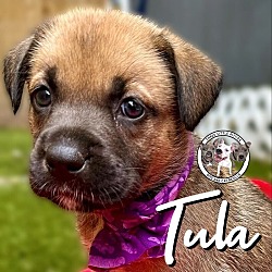 Thumbnail photo of Tula Balbina #1