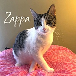 Thumbnail photo of Zappa #4