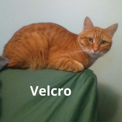 Photo of Velcro -*Bonded w/ Whiskers*- City of Industry Location