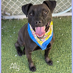 Thumbnail photo of ALLY #1