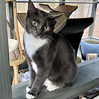 adopt a pet