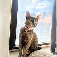 adopt a pet