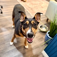 adopt a pet