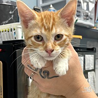 adopt a pet