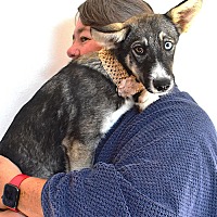 adopt a pet