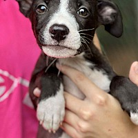 adopt a pet