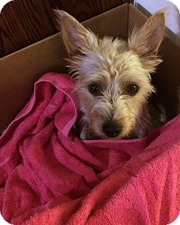 jack russell cairn terrier