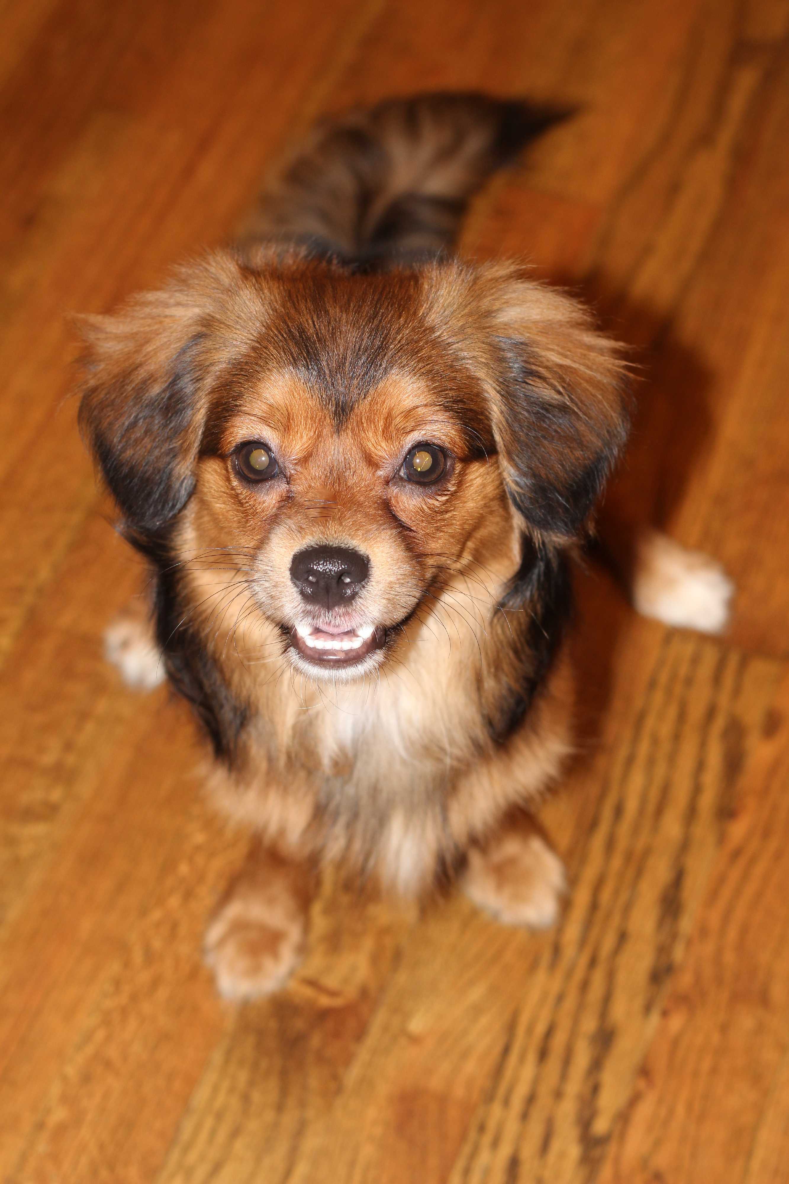 pekingese sheltie mix