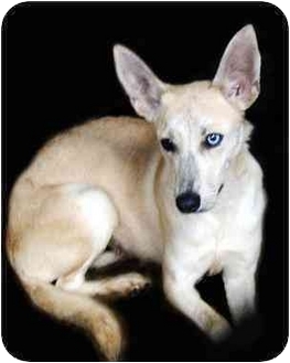 pharaoh hound rescue